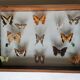 Cadre papillons taxidermie Kenya