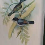 Botanical bird engraving