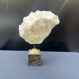 Antique natural white wave coral on wooden base cabinet of curiosities