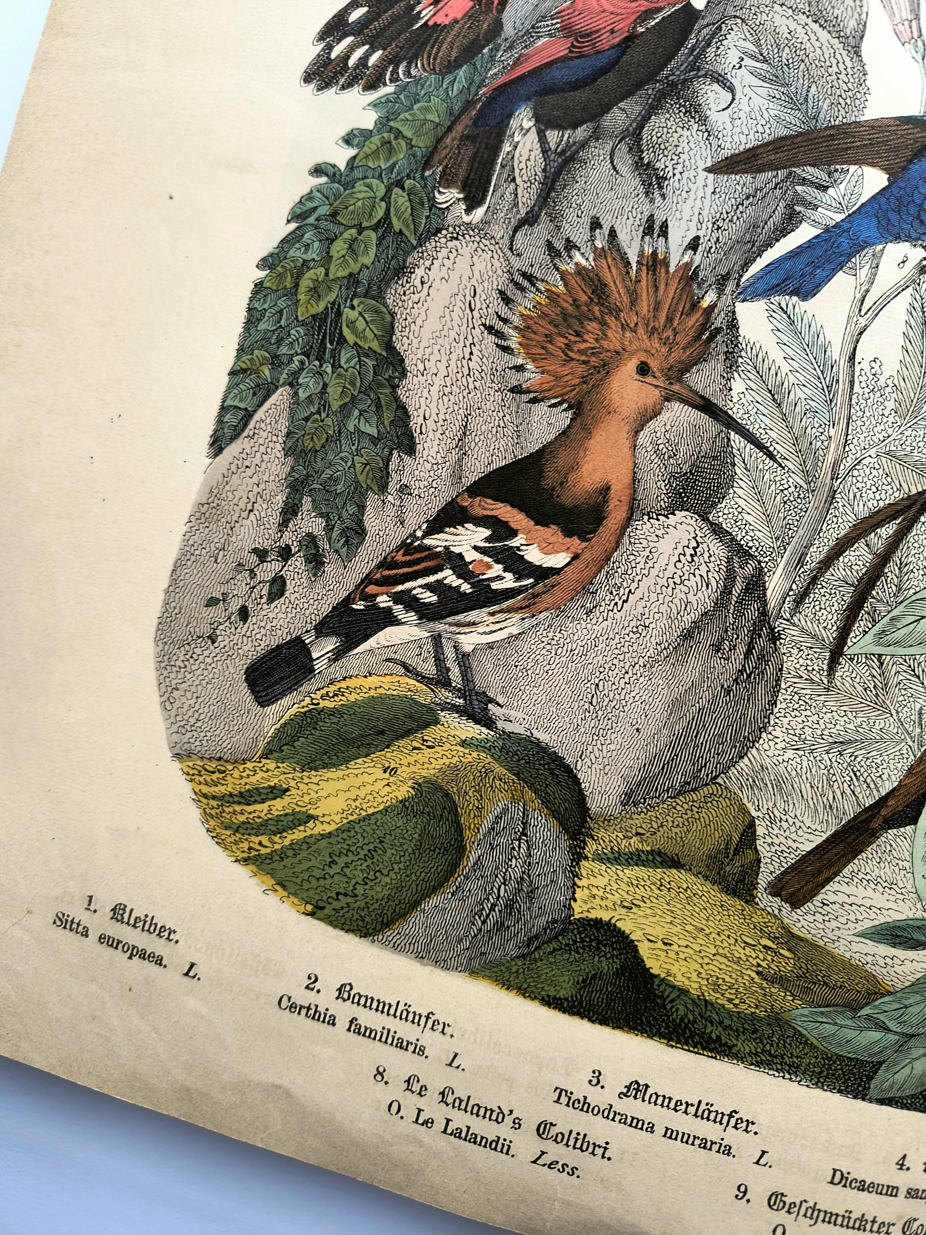 Old engraving from 1886 - Tropical and exotic birds - vintage plate