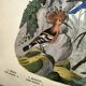 Old engraving from 1886 - Tropical and exotic birds - vintage plate