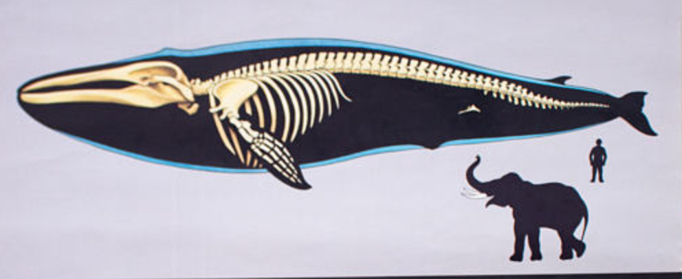 Poster wall of the school of Jung-Koch-Quentell "whale" 1968