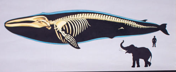 Affiche murale de l’école de Jung-Koch-Quentell ''baleine'' 1968