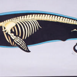 Poster wall of the school of Jung-Koch-Quentell "whale" 1968