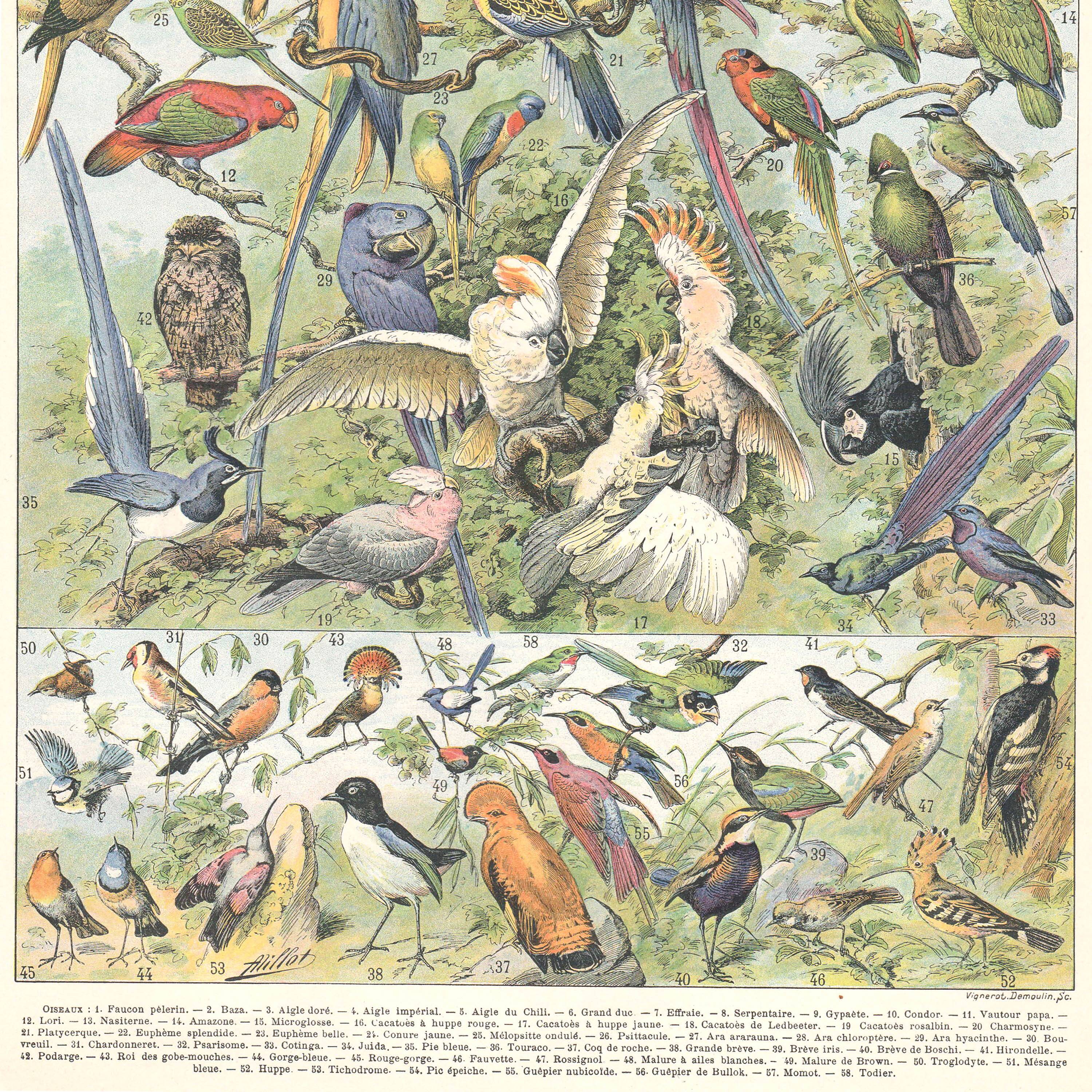 Planche lithographie les oiseaux 1900