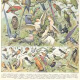 Lithograph plate of birds 1900