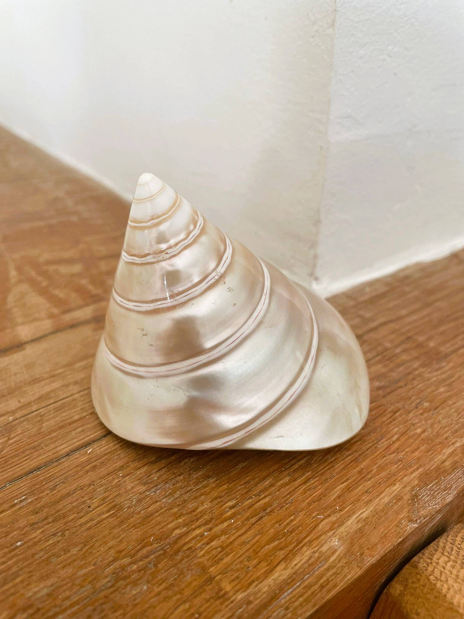 Petit coquillage : Trochus