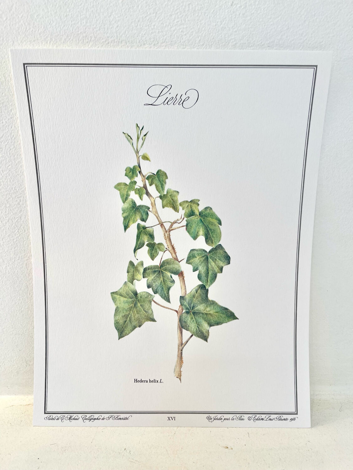 Botanical plate – Ivy – Louis Pariente, 1986