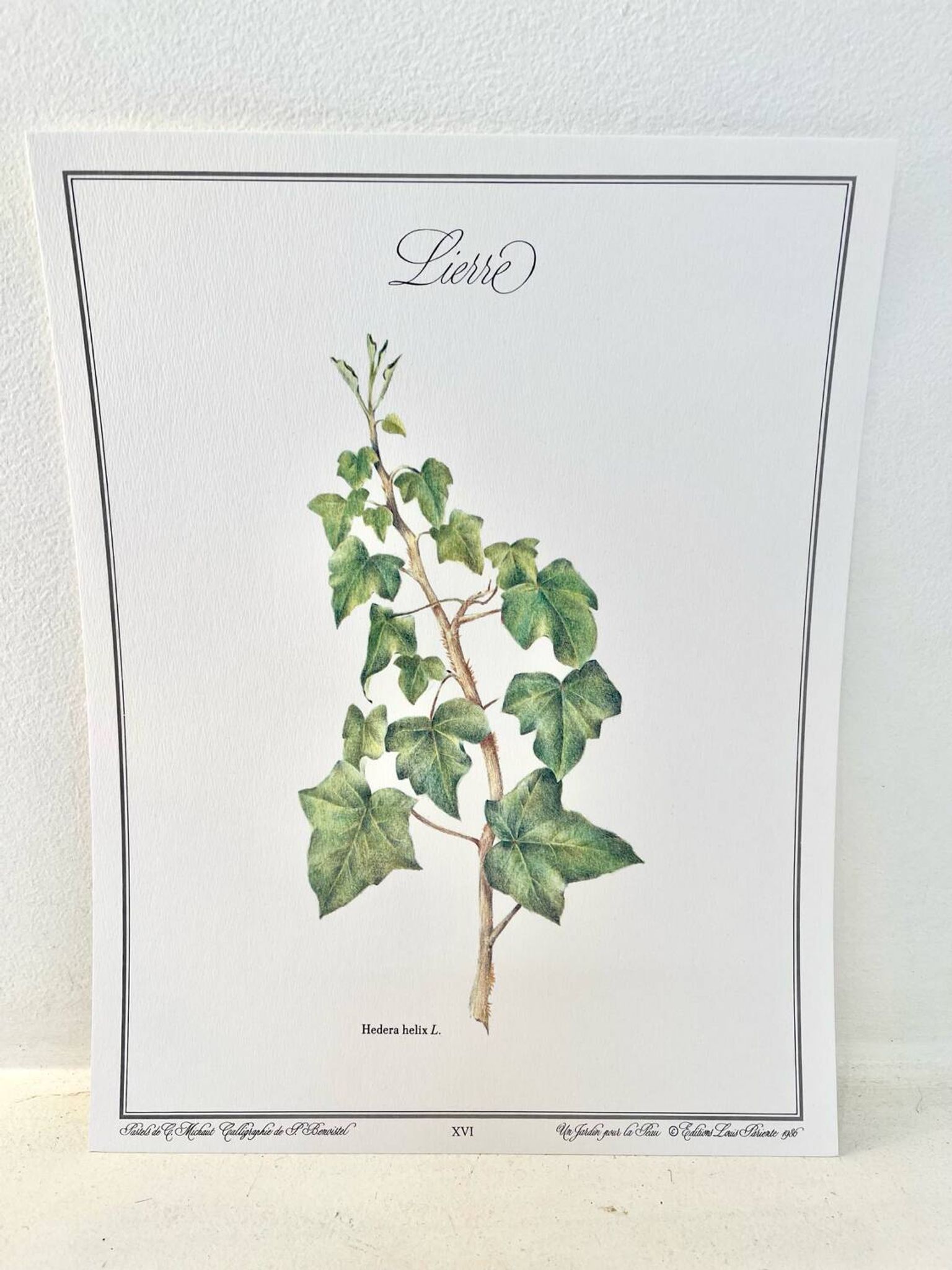 Botanical plate – Ivy – Louis Pariente, 1986