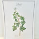 Botanical plate – Ivy – Louis Pariente, 1986