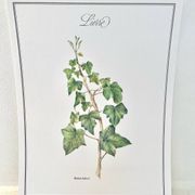 Botanical plate – Ivy – Louis Pariente, 1986