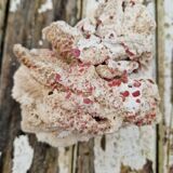 Ancient coral