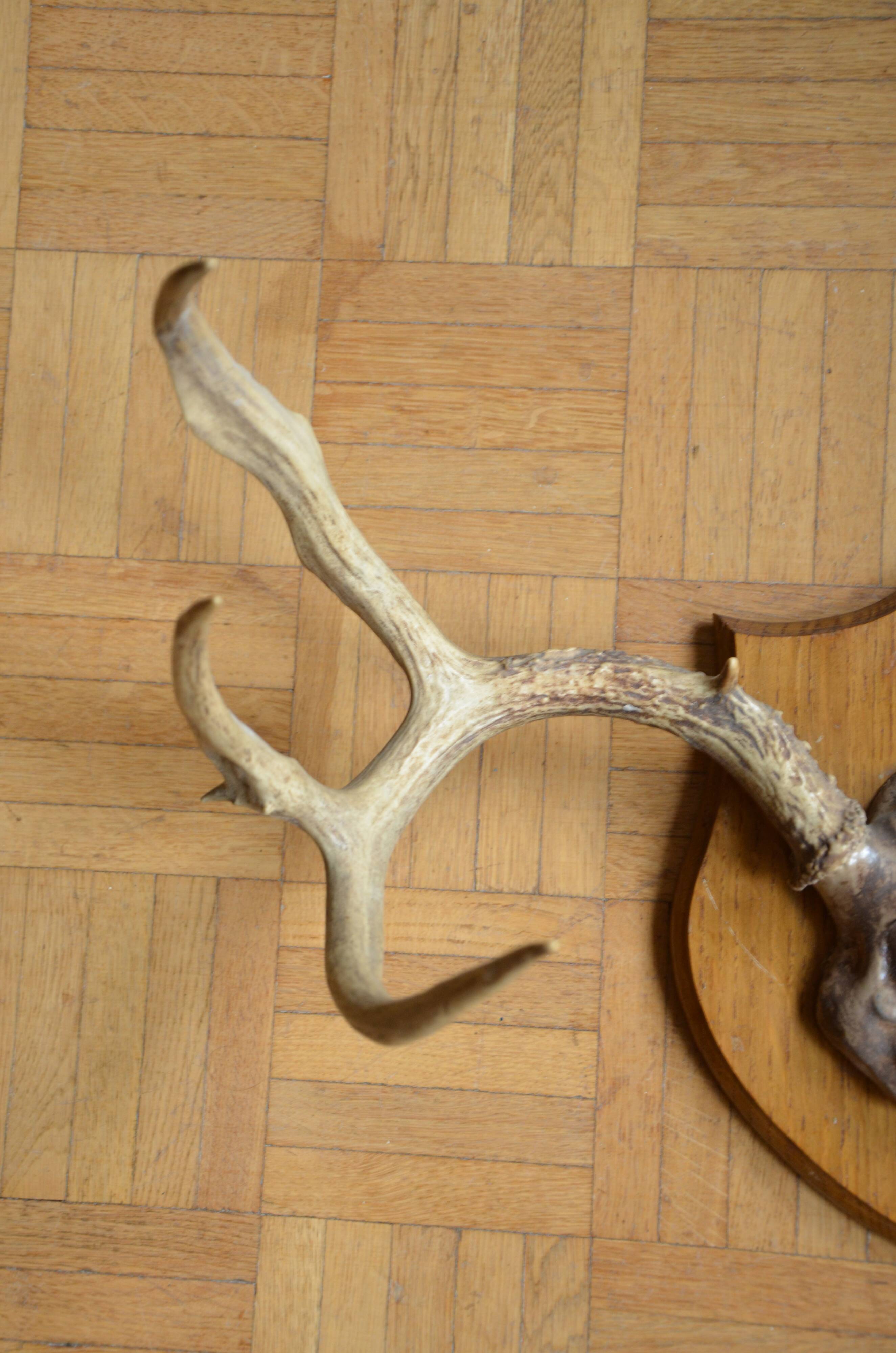 White-tailed deer massacre