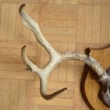 White-tailed deer massacre