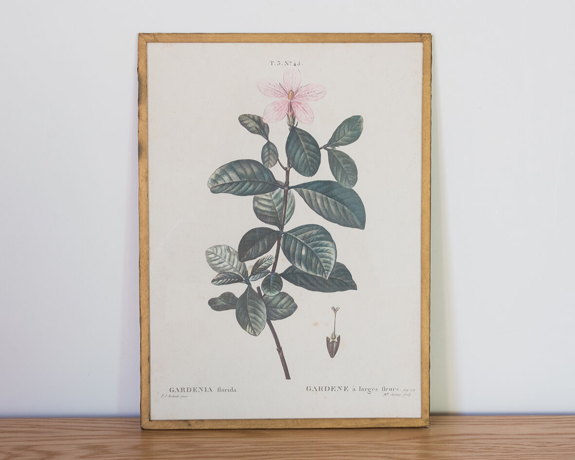 Planche de botanique "Gardenia Florida"