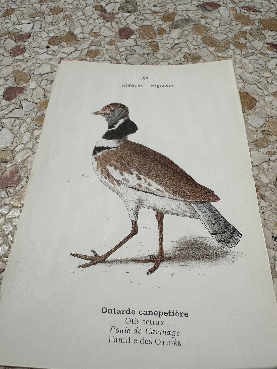 Old botanical engraving naturalist plate 1903 birds