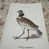 Gravure botanique ancienne planche naturaliste 1903 oiseaux