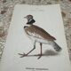 Gravure botanique ancienne planche naturaliste 1903 oiseaux