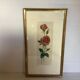 Pink rose flowers frame