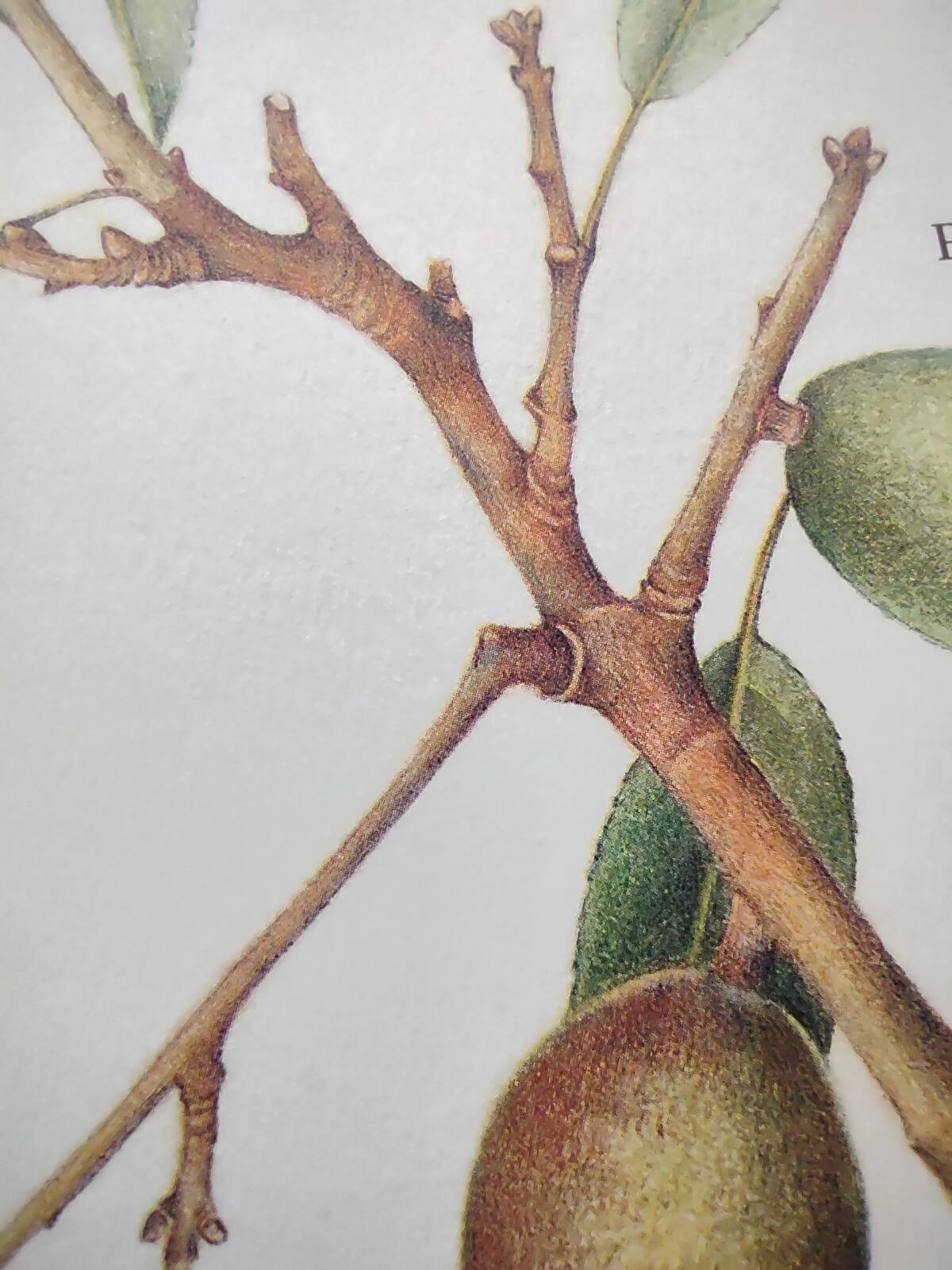 Botanical board -Sweet Almond- Illustration of medicinal plants and herbs