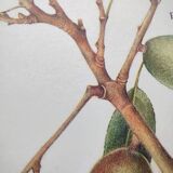 Botanical board -Sweet Almond- Illustration of medicinal plants and herbs