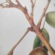 Botanical board -Sweet Almond- Illustration of medicinal plants and herbs