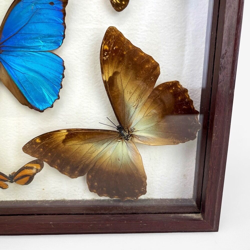 Naturalized butterfly frame