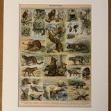 Lithograph of animals (elephant, monkey, bear, lion, deer) - 1900