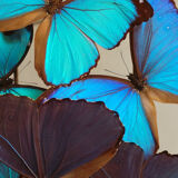 Napoleon III globe 19th with butterfly Morpho