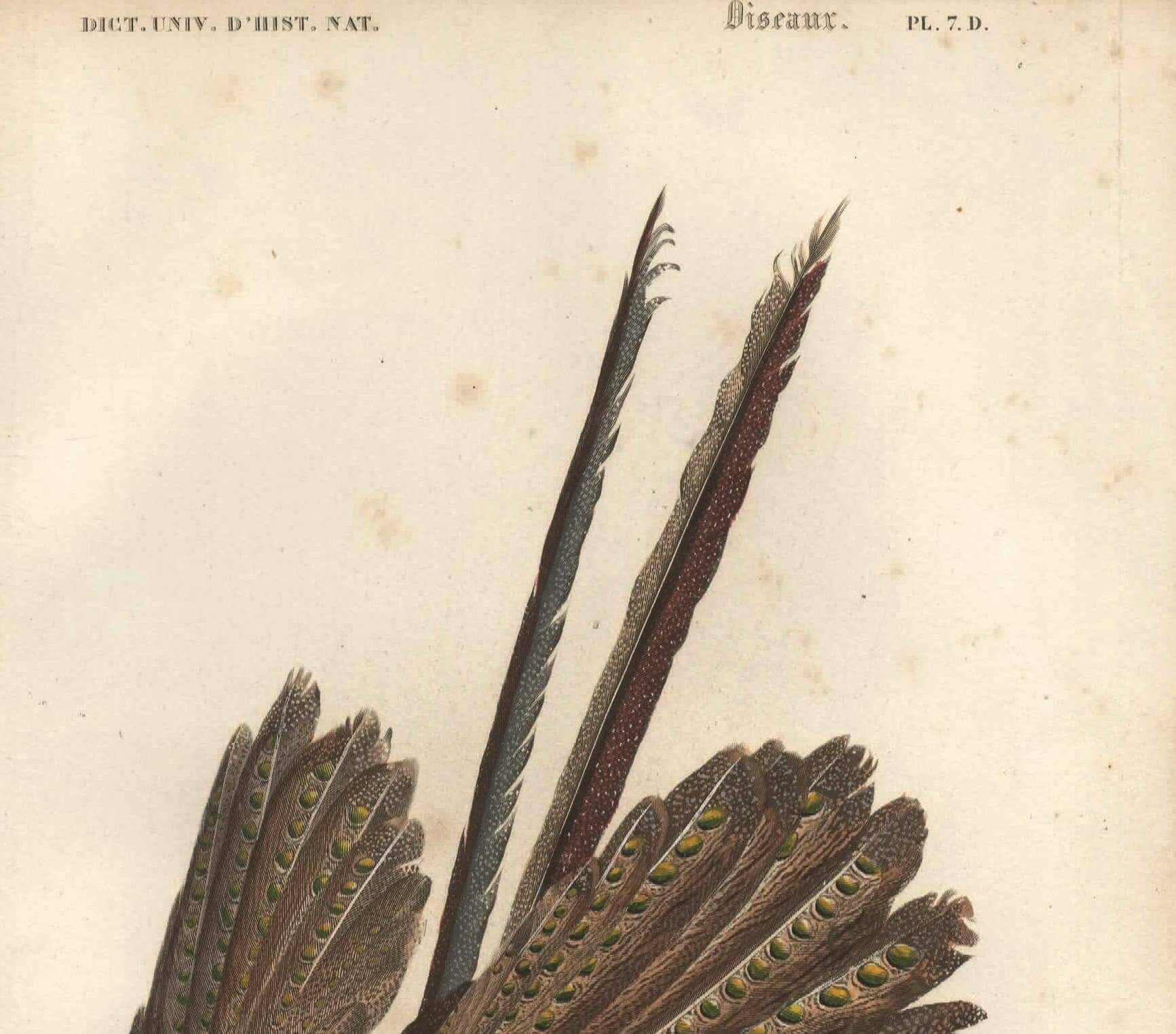 Antique engraving 1849 - Argus by E. Travies, Asia, pheasant, seduction