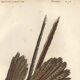 Antique engraving 1849 - Argus by E. Travies, Asia, pheasant, seduction