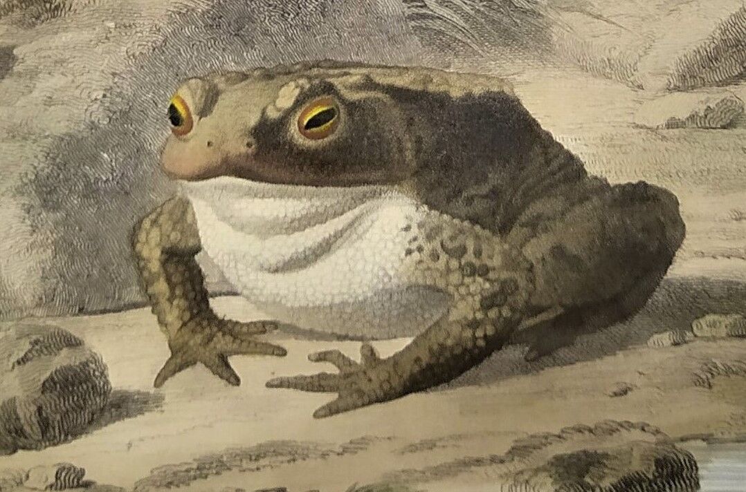 Original zoological plate of 1839 frog