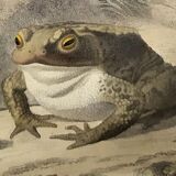 Original zoological plate of 1839 frog