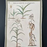 Botanical poster 1970's