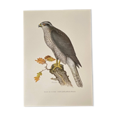 Old ornithological plate – Around the wood pigeons