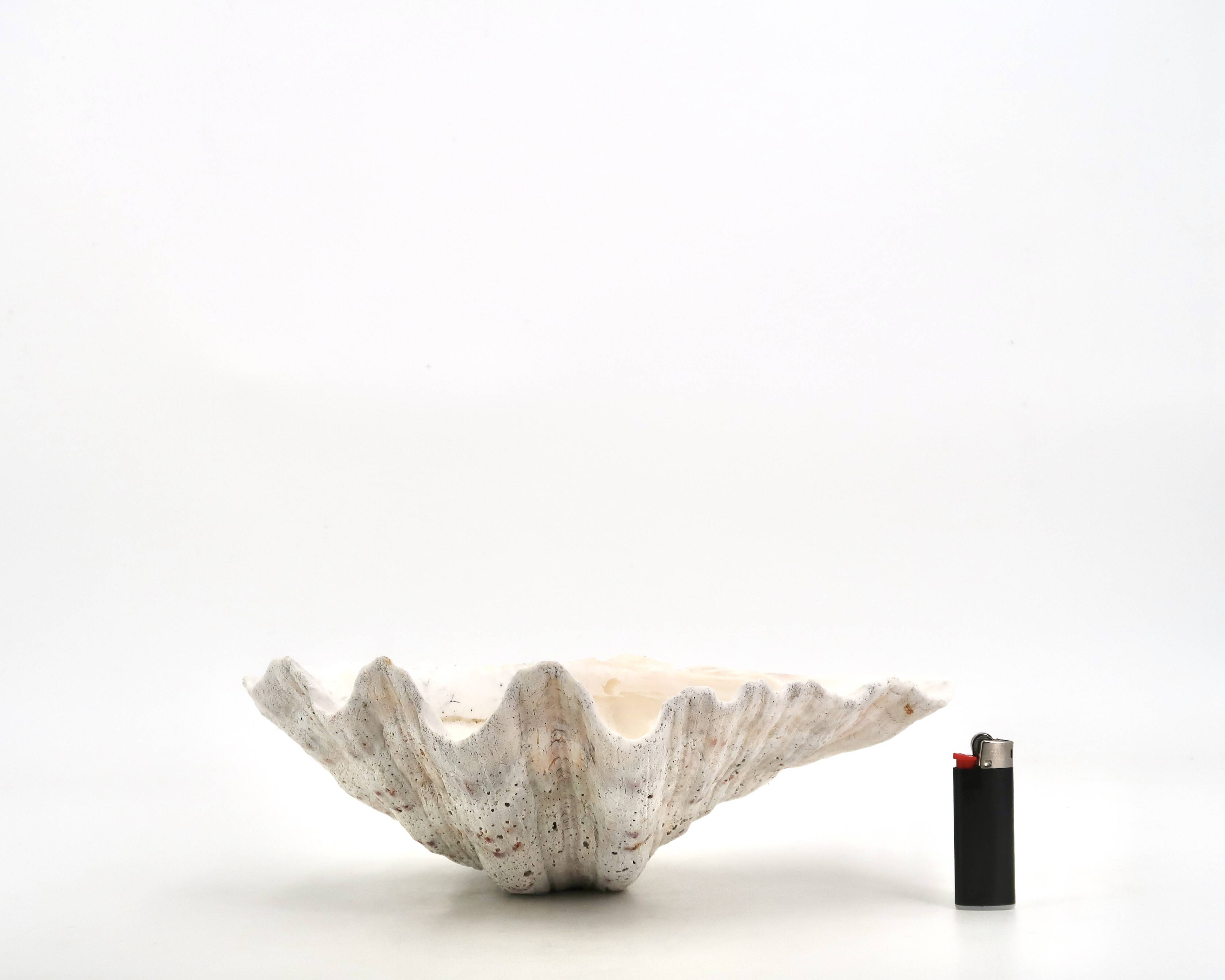 Natural white shell dish, 1970s.