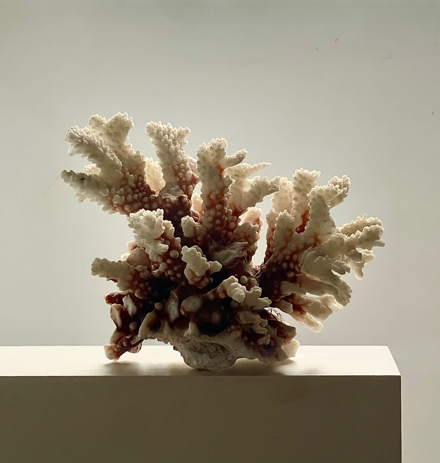 Natural branching coral.