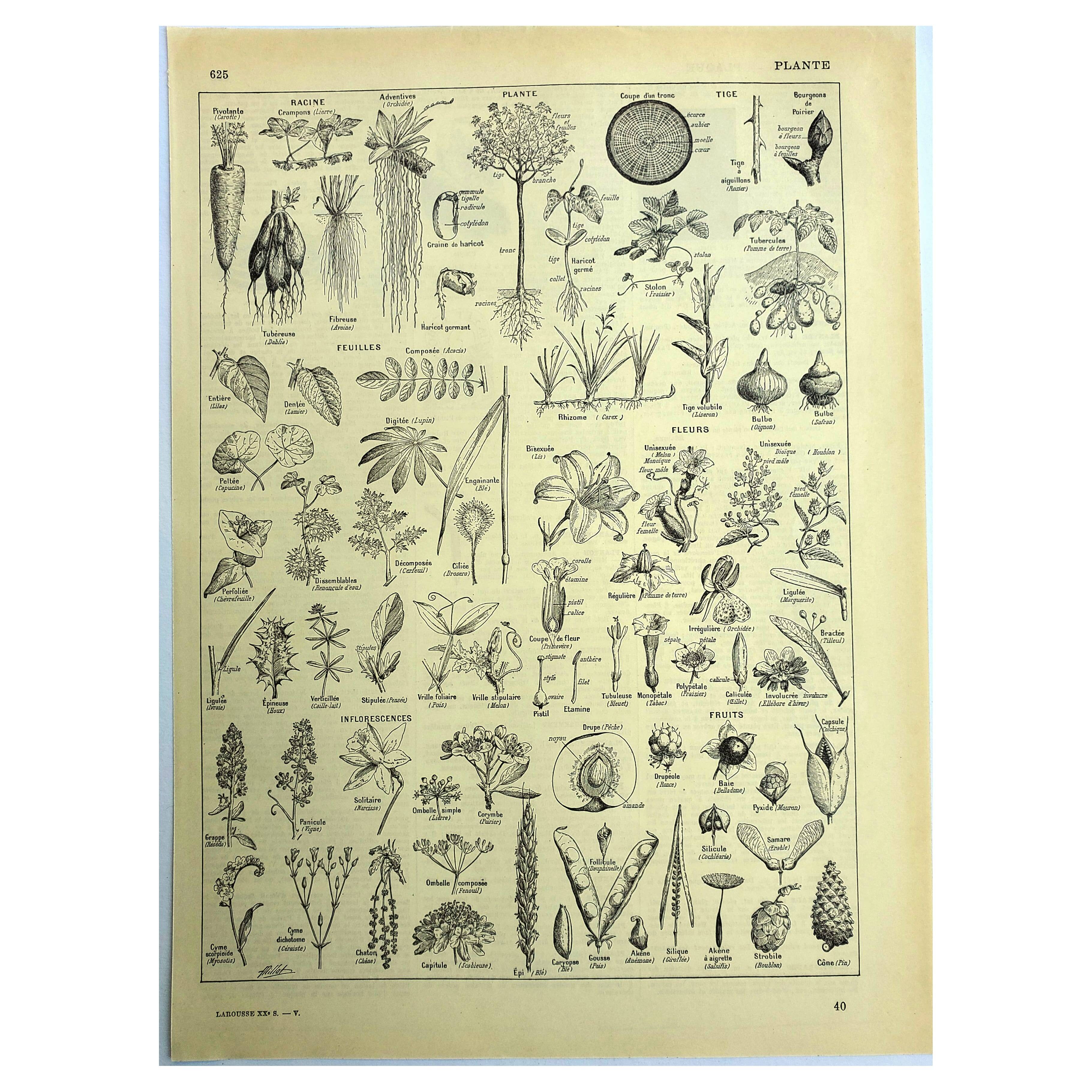 Botanical plate 1928 A. Millot - Useful plant, botany, flora, leaf