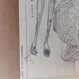 Vintage Deyrolle cardboard school poster