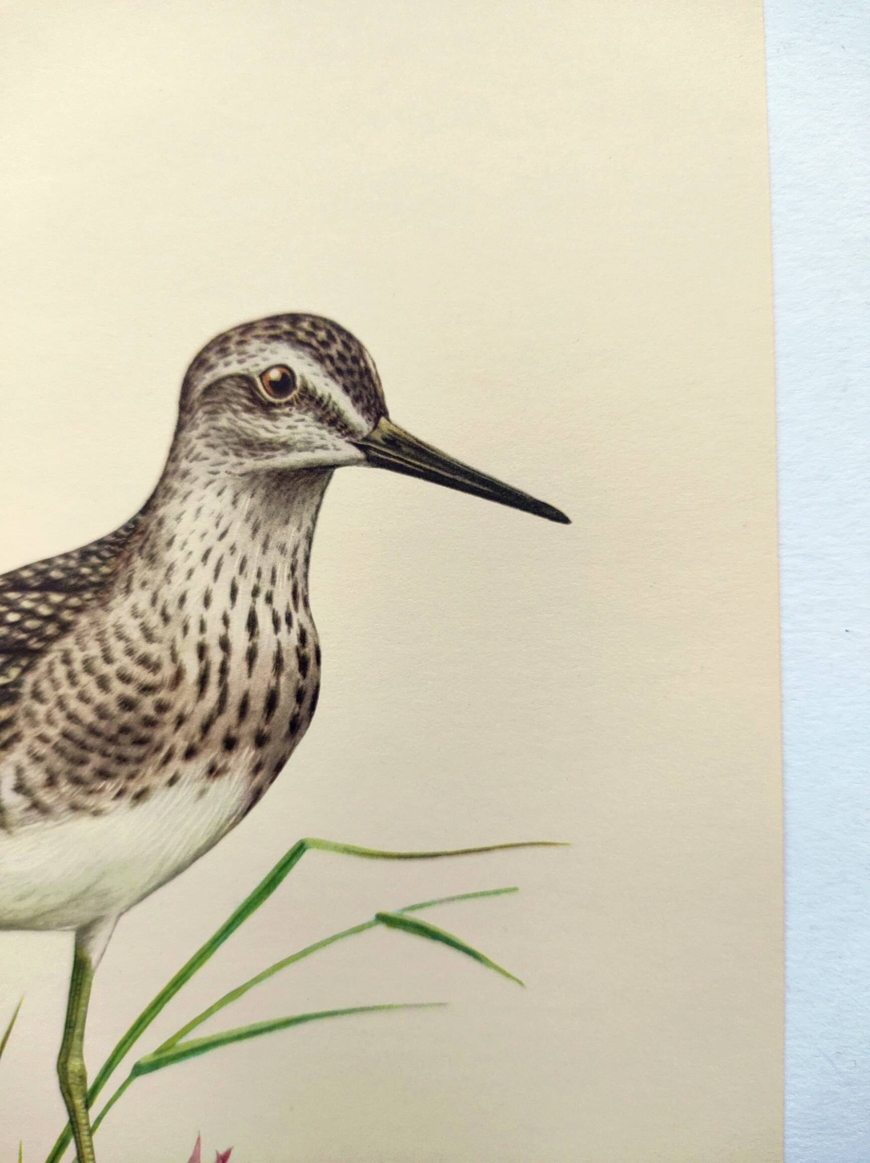 Antique bird plate from the 1960s - Wood Knight - Illustration