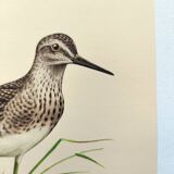 Antique bird plate from the 1960s - Wood Knight - Illustration