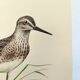 Planche ancienne oiseaux - Chevalier Sylvain, années 1960
