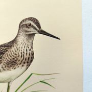 Planche ancienne oiseaux - Chevalier Sylvain, années 1960