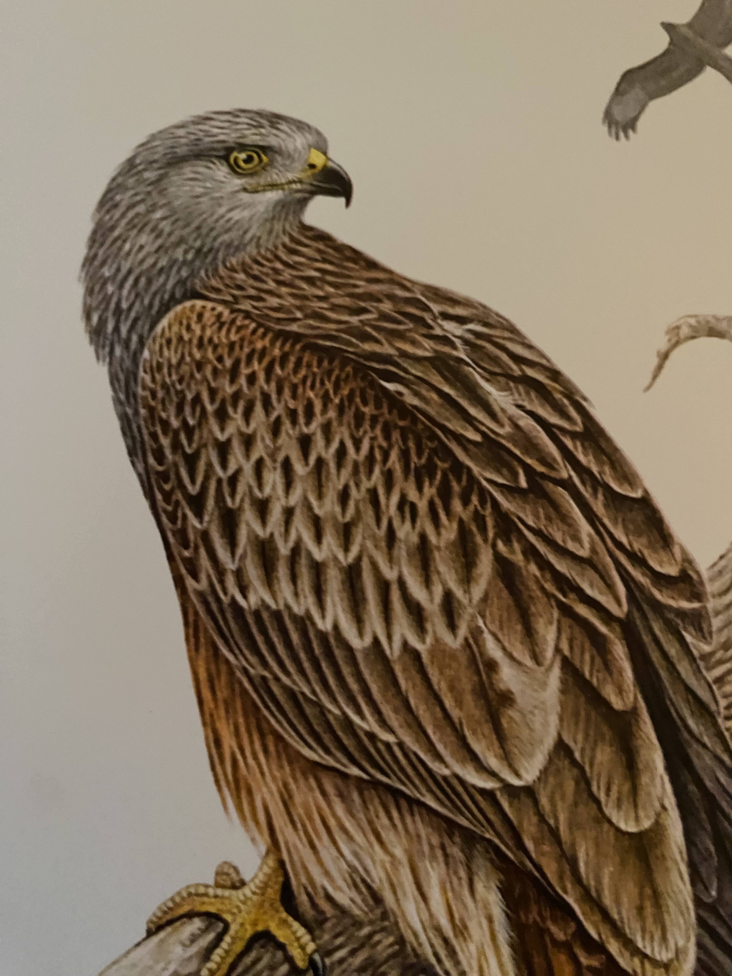 Planche ornithologique ancienne – Milan royal