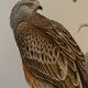 Planche ornithologique ancienne – Milan royal