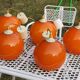 Set of 5 orange glass ball pendants from the 70s