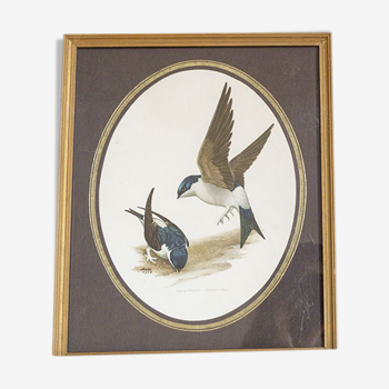 Framed lithography 2 window swallows - House Martin by Murr