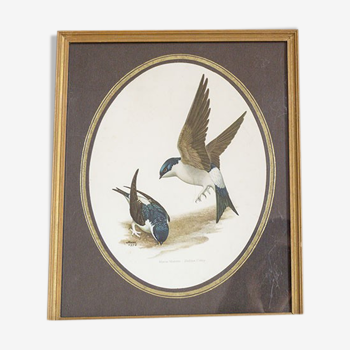 Lithographie encadrée 2 hirondelles de fenêtre – House Martin by Murr