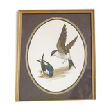 Framed lithography 2 window swallows - House Martin by Murr