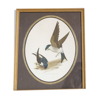 Framed lithography 2 window swallows - House Martin by Murr
